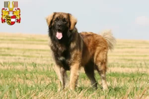 Read more about the article Leonberger breeders and puppies in Carinthia