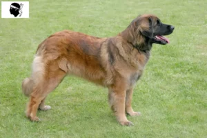 Read more about the article Leonberger breeders and puppies in Corsica