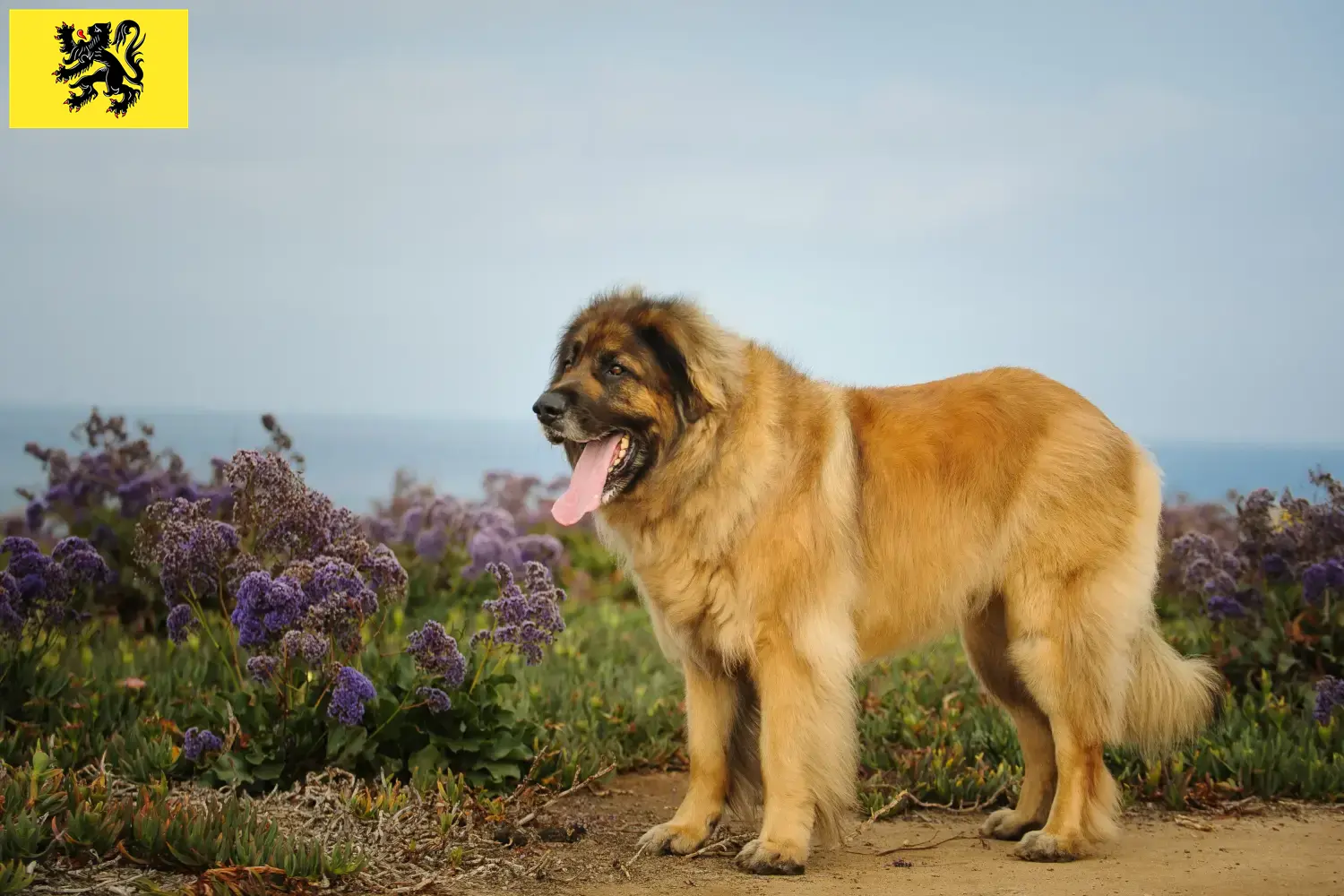 Leonberger puppies and breeders Flanders Find Leonberger breeders in Flanders here.