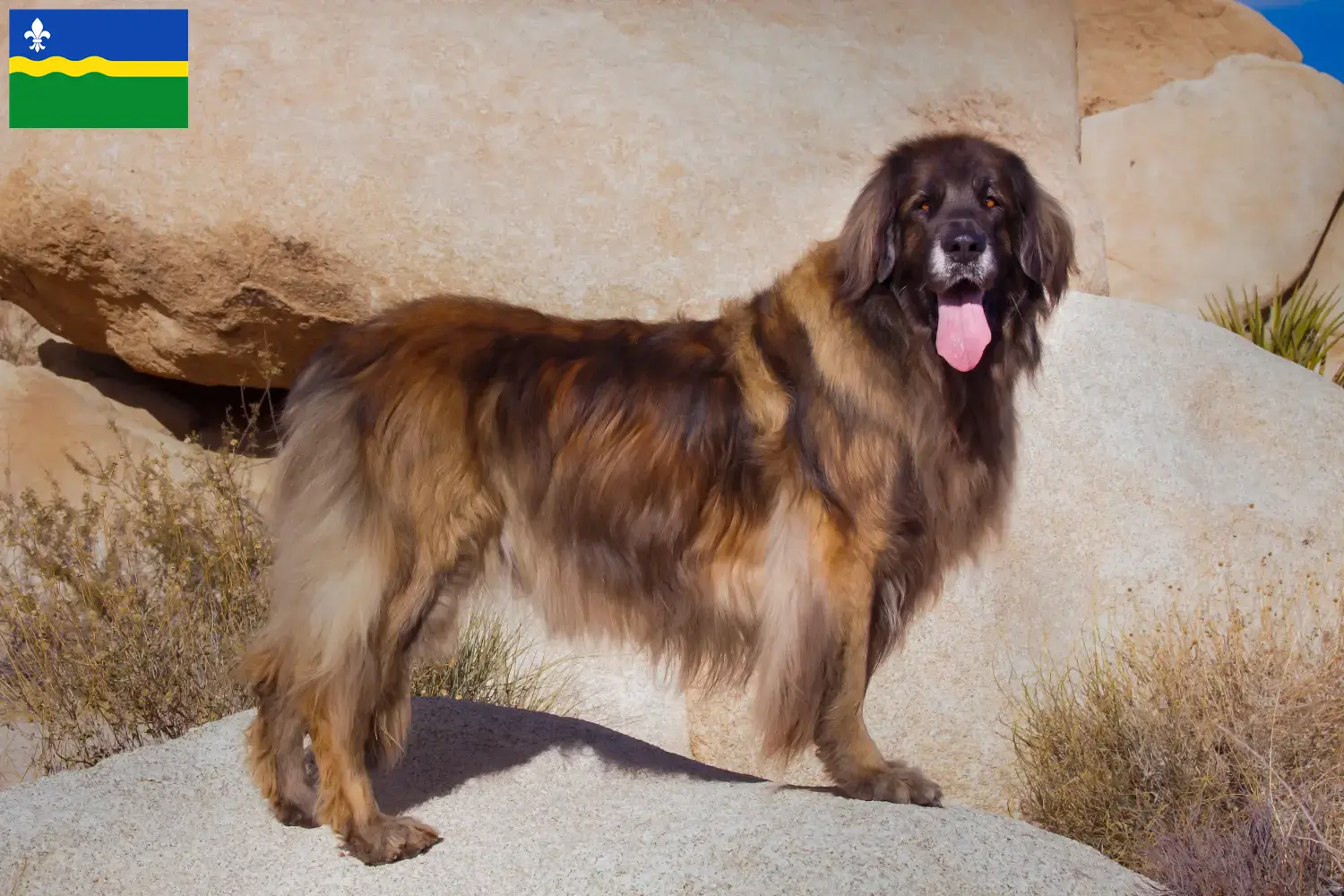 Read more about the article Leonberger breeders and puppies in Flevoland