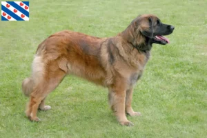 Read more about the article Leonberger breeders and puppies in Friesland