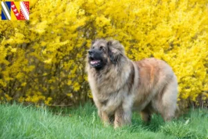 Read more about the article Leonberger breeders and puppies in Grand Est