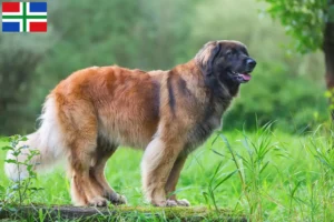 Read more about the article Leonberger breeders and puppies in Groningen