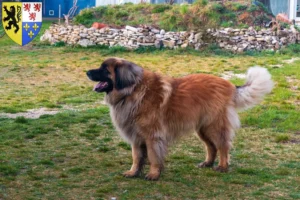 Read more about the article Leonberger breeders and puppies in Hauts-de-France
