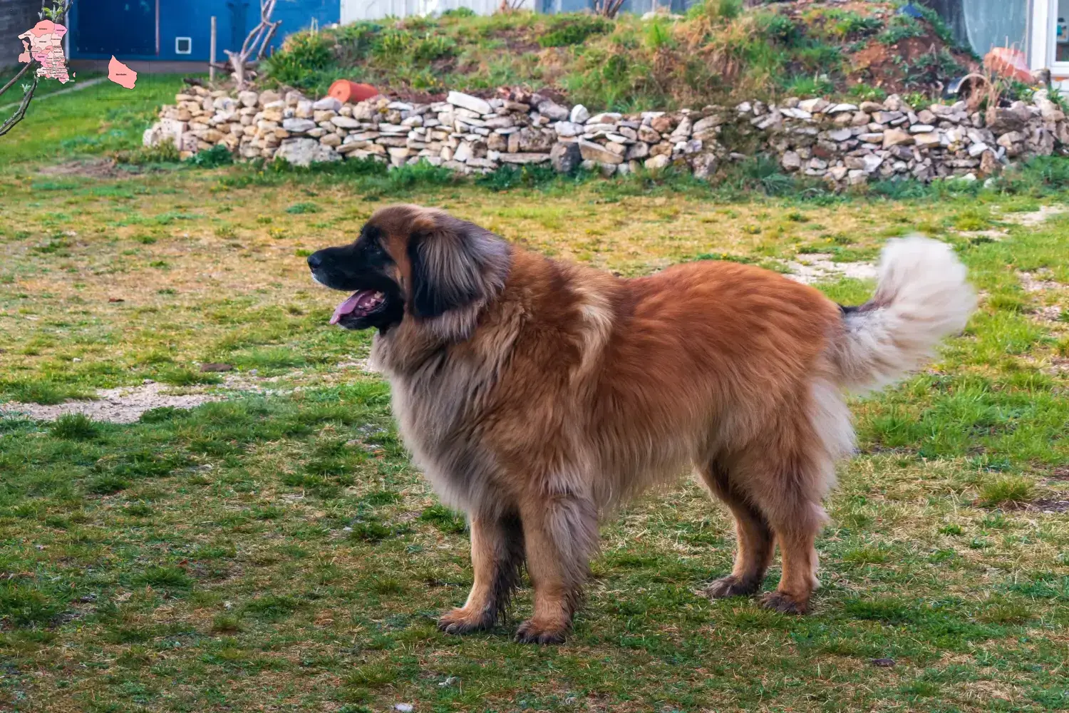 Read more about the article Leonberger breeder and puppies in Hovedstaden