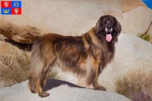 Read more about the article Leonberger breeders and puppies in Hradec Králové