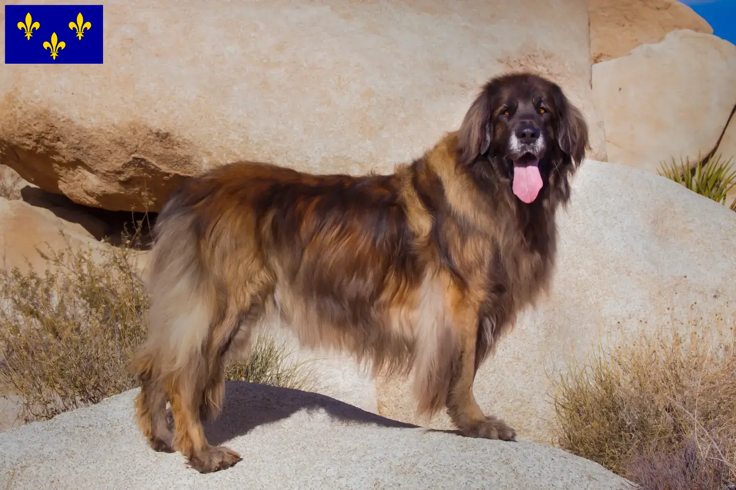 Leonberger puppies and breeder Île-de-France Find Leonberger breeders in Île-de-France.