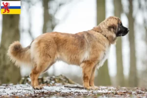 Read more about the article Leonberger breeders and puppies in Limburg