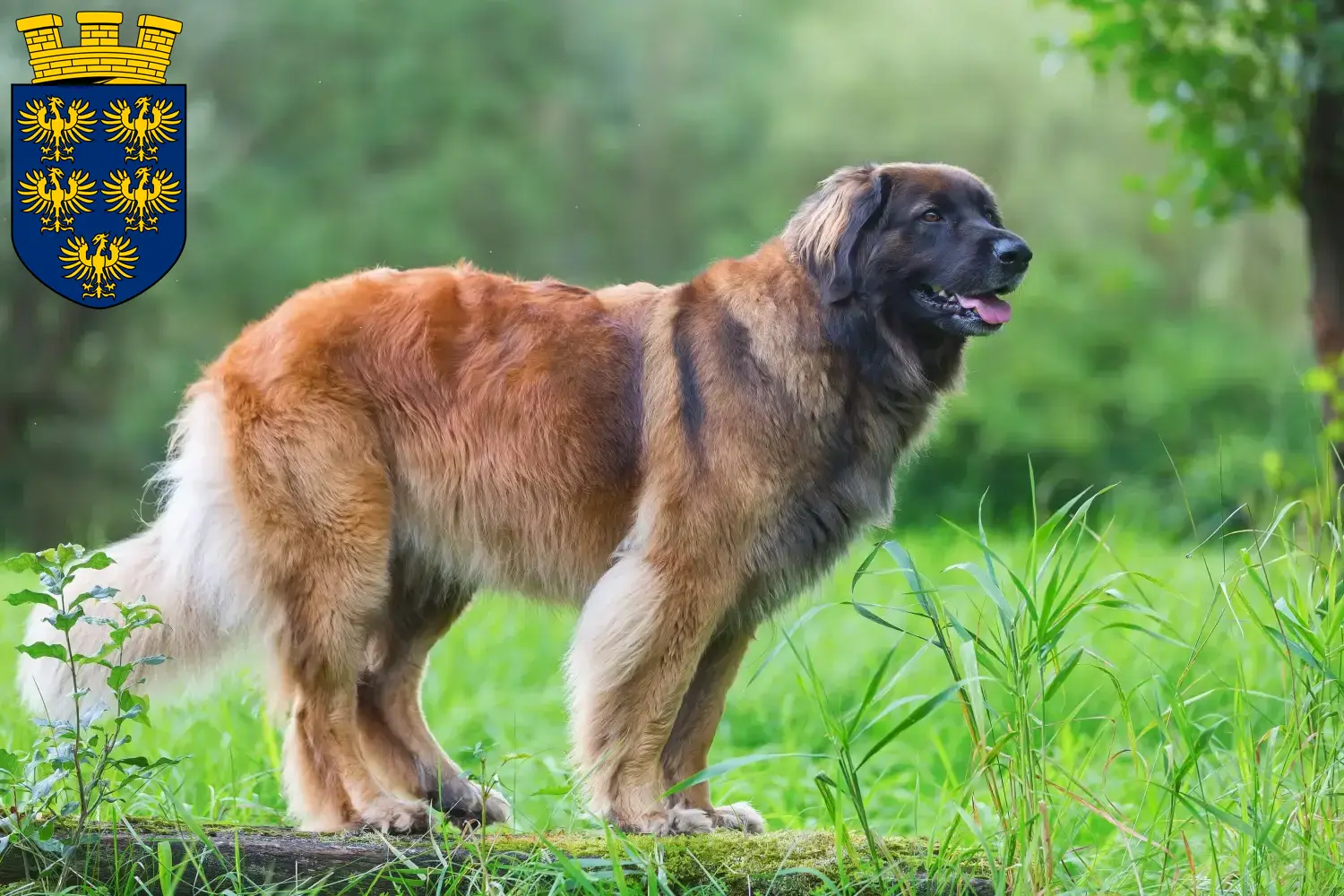 Read more about the article Leonberger breeders and puppies in Lower Austria