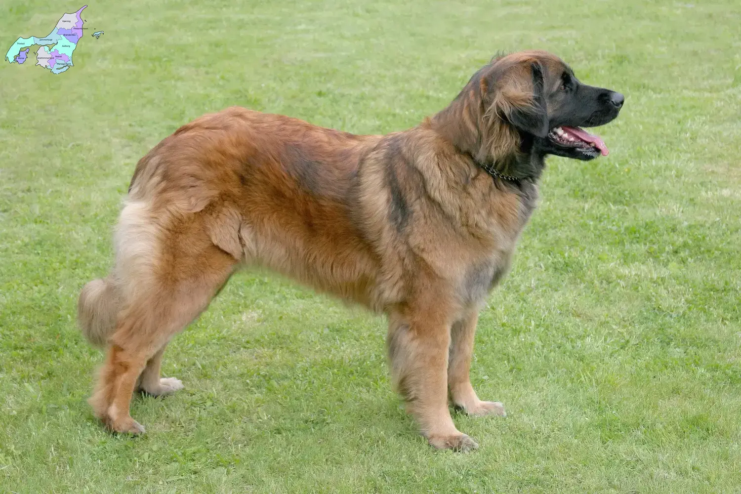 Read more about the article Leonberger breeders and puppies in Nordjylland