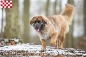 Read more about the article Leonberger breeders and puppies in North Brabant
