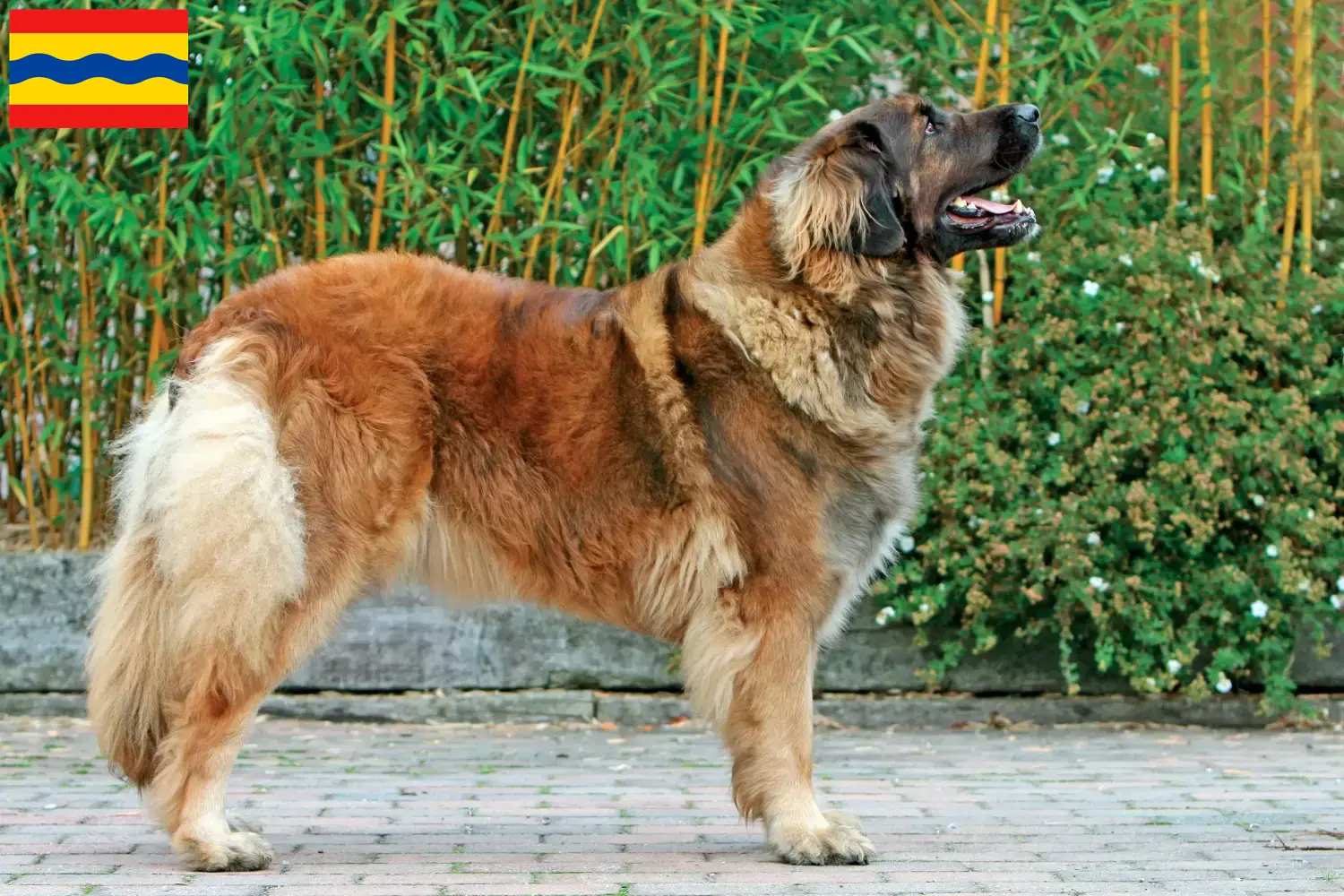 Leonberger puppies and breeder Overijssel Find Leonberger breeders in Overijssel.