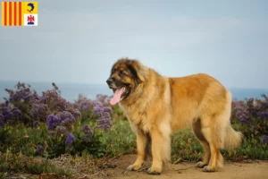 Read more about the article Leonberger breeders and puppies in Provence-Alpes-Côte d’Azur