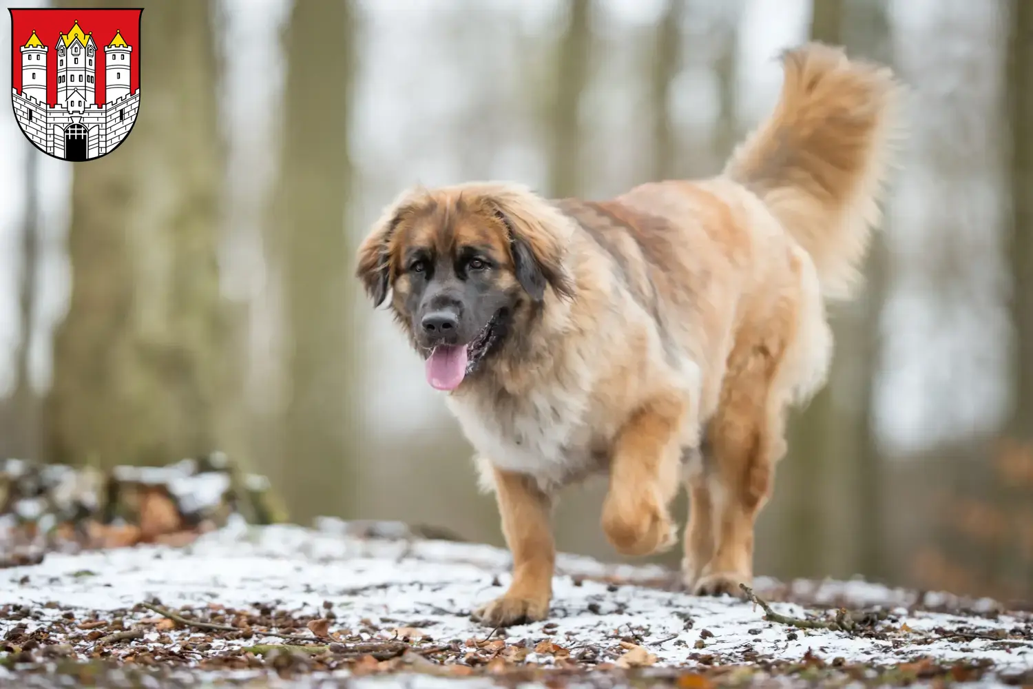 Leonberger puppies and breeders Salzburg Find Leonberger breeders in Salzburg here.