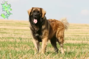 Read more about the article Leonberger breeders and puppies in Sjælland