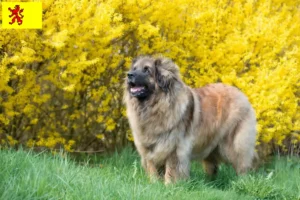 Read more about the article Leonberger breeders and puppies in South Holland