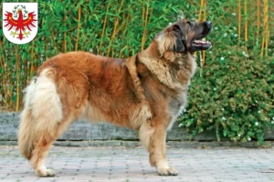 Read more about the article Leonberger breeders and puppies in Tyrol
