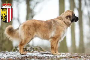 Read more about the article Leonberger breeders and puppies in Upper Austria