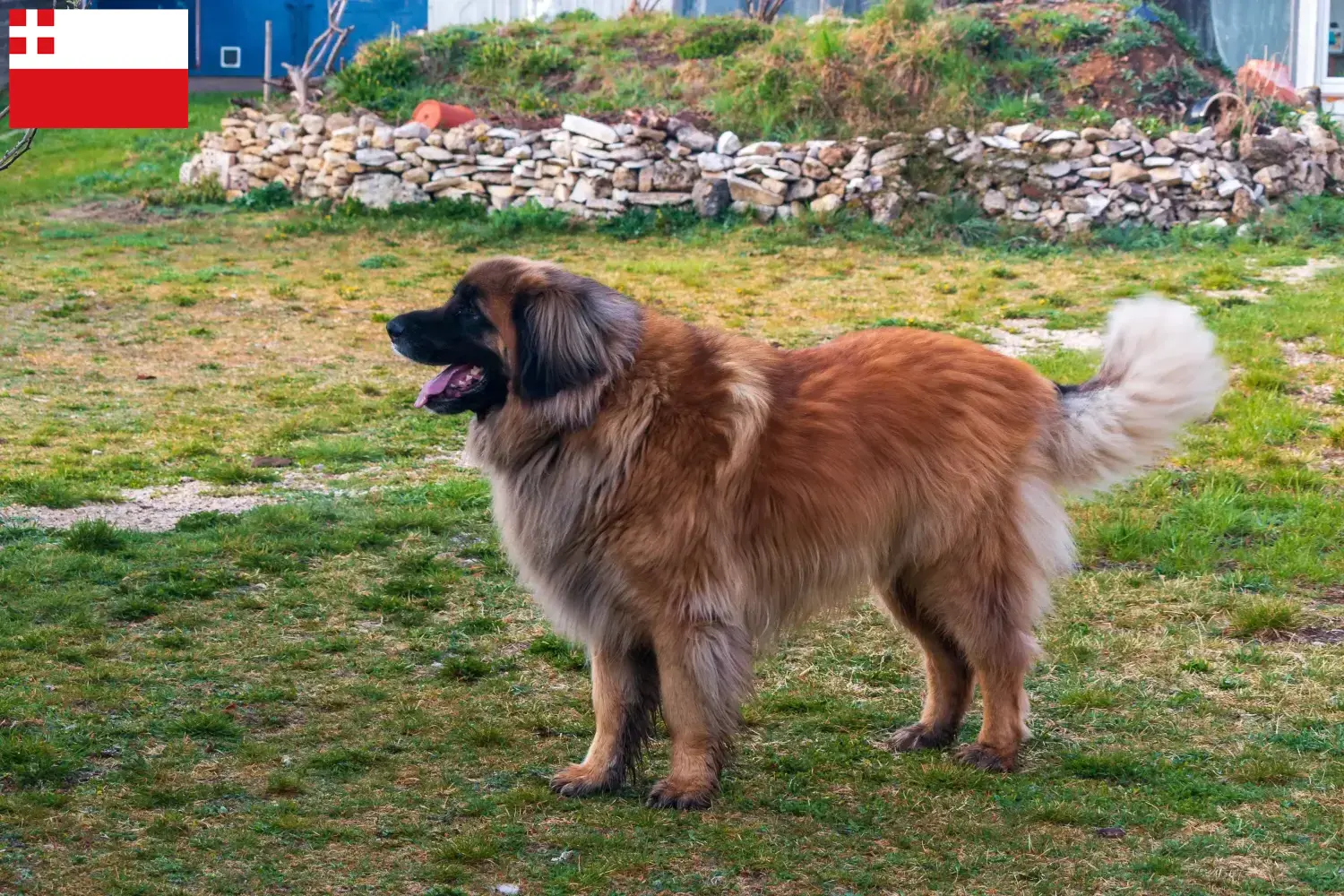 Leonberger puppies and breeder Utrecht Find Leonberger breeders in Utrecht here.