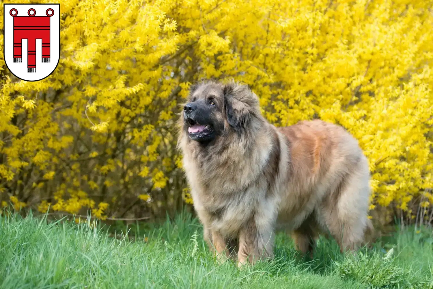 Leonberger puppies and breeders Vorarlberg Here you can find Leonberger breeders in Vorarlberg.