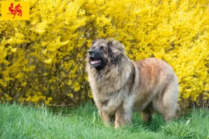 Read more about the article Leonberger breeders and puppies in Walloon Region