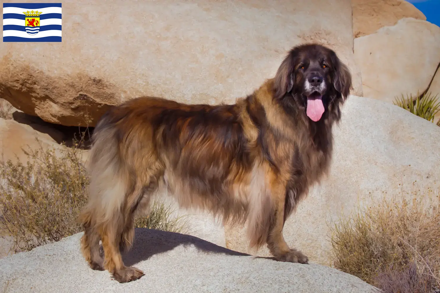 Leonberger puppies and breeder Zeeland Find Leonberger breeders in Zeeland.
