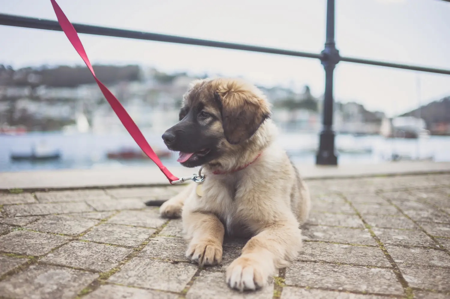 Buying a Leonberger puppy means taking responsibility! Buy Leonberger puppies.