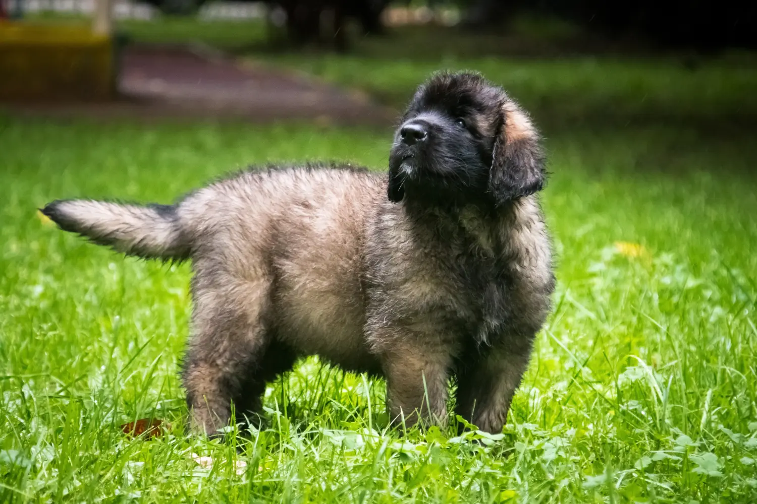 Buying a Leonberger puppy means taking responsibility! Buy Leonberger puppies.