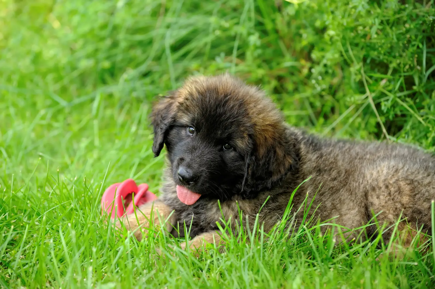 Buying a Leonberger puppy means taking responsibility! Buy Leonberger puppies.