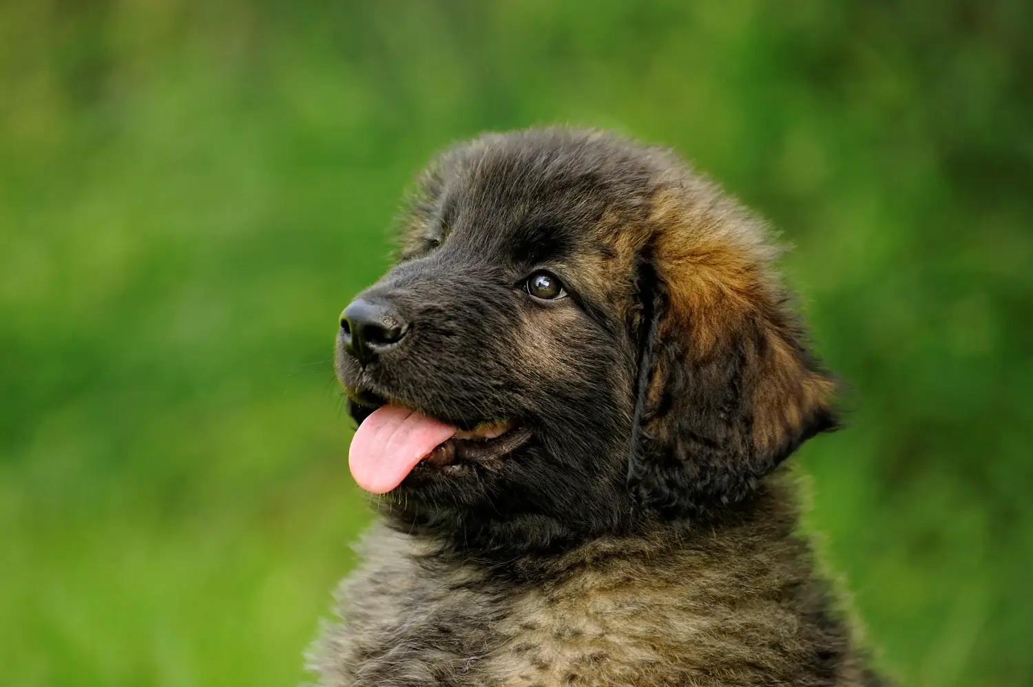 Buying a Leonberger puppy means taking responsibility! Buy Leonberger puppies.