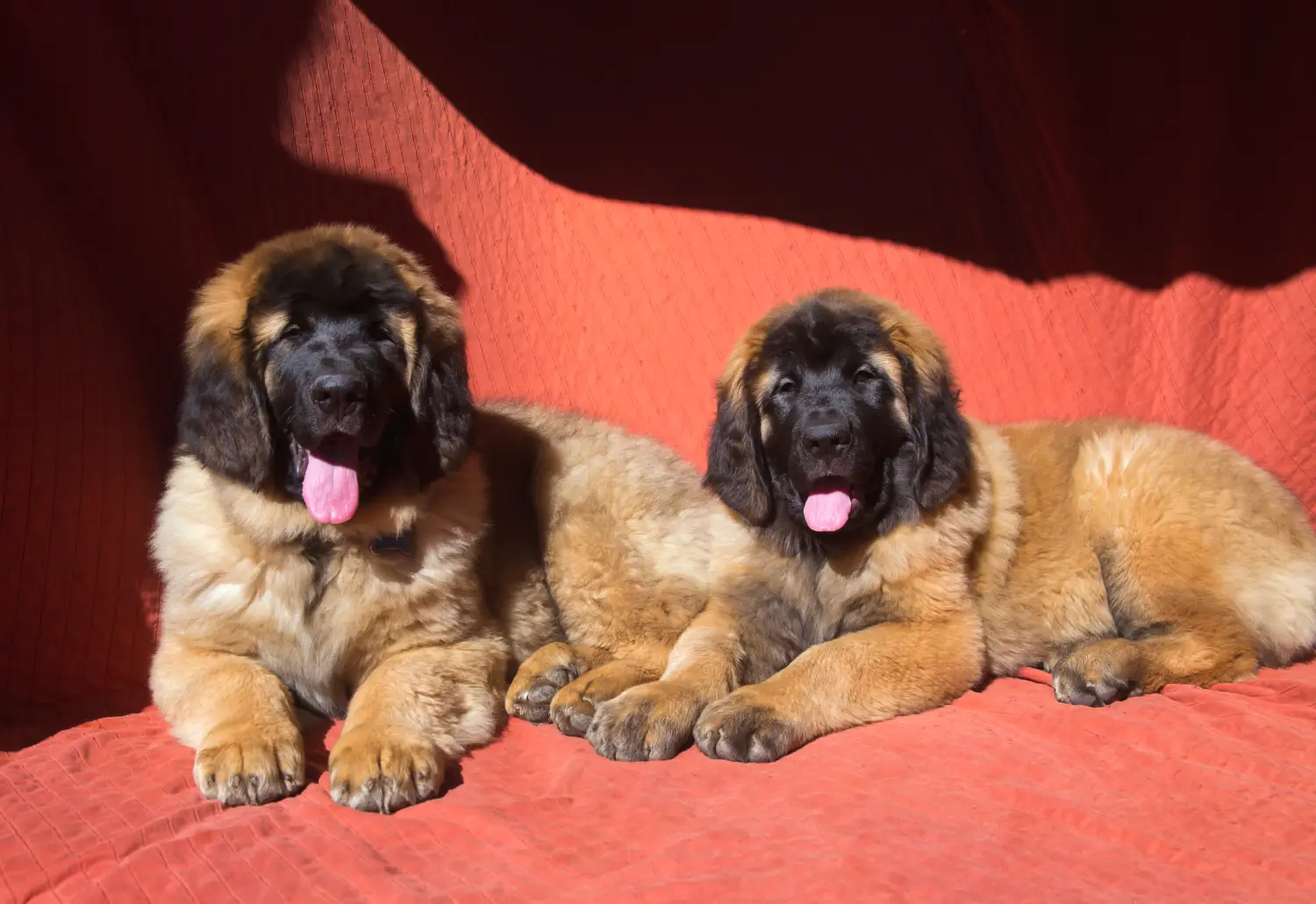 Buying a Leonberger puppy means taking responsibility! Buy Leonberger puppies.