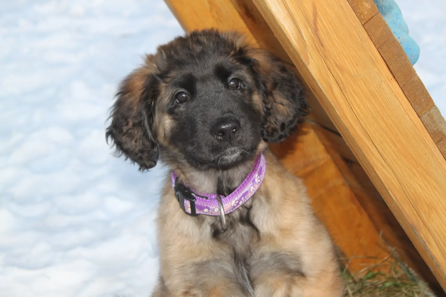 Buying a Leonberger puppy means taking responsibility! Buy Leonberger puppies.