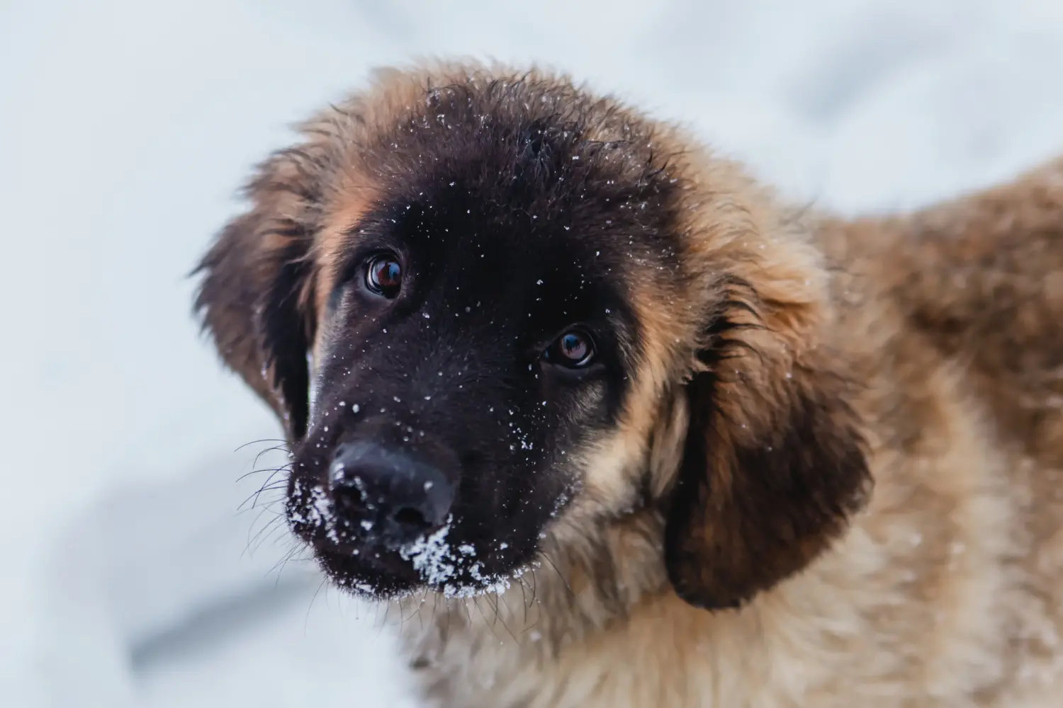 Buying a Leonberger puppy means taking responsibility! Buy Leonberger puppies.