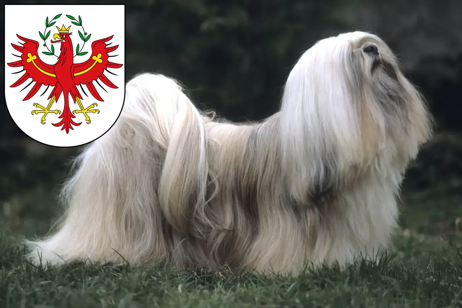 Lhasa Apso puppies and breeders Tyrol Here you can find Lhasa Apsos breeders in Tyrol.