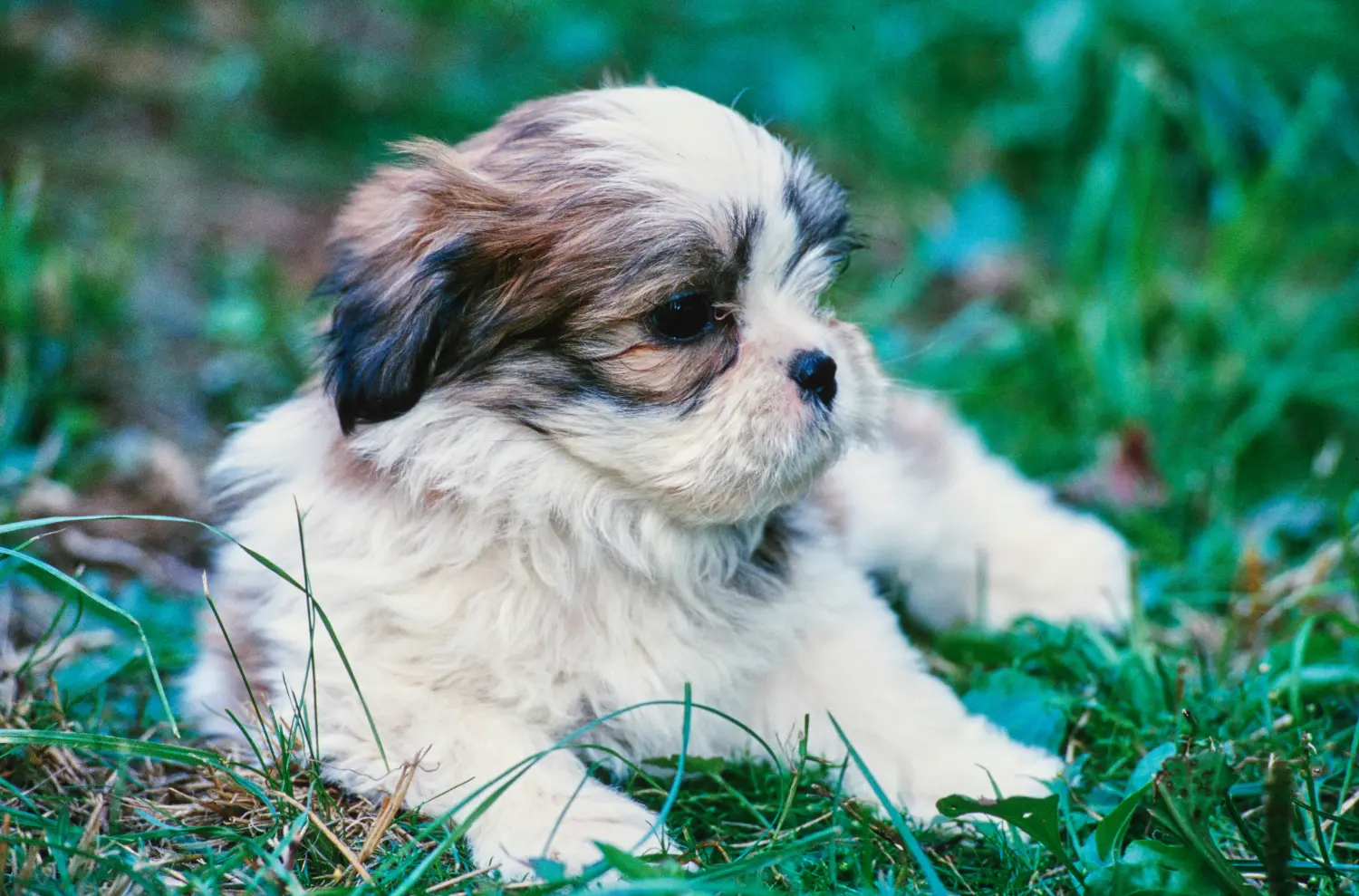 Buying a Lhasa Apso puppy means taking responsibility! Buy Lhasa Apso puppies.