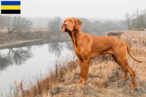 Read more about the article Magyar Vizsla breeders and puppies in Gelderland