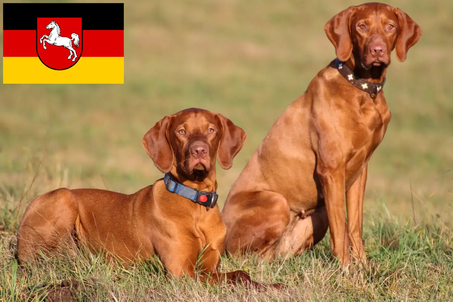 Magyar Vizsla puppies and breeders Lower Saxony Here you can find Magyar Vizslas breeders in Lower Saxony.