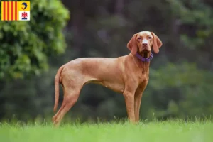 Read more about the article Magyar Vizsla breeders and puppies in Provence-Alpes-Côte d’Azur