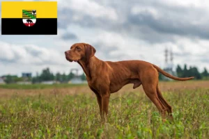 Read more about the article Magyar Vizsla breeders and puppies in Saxony-Anhalt