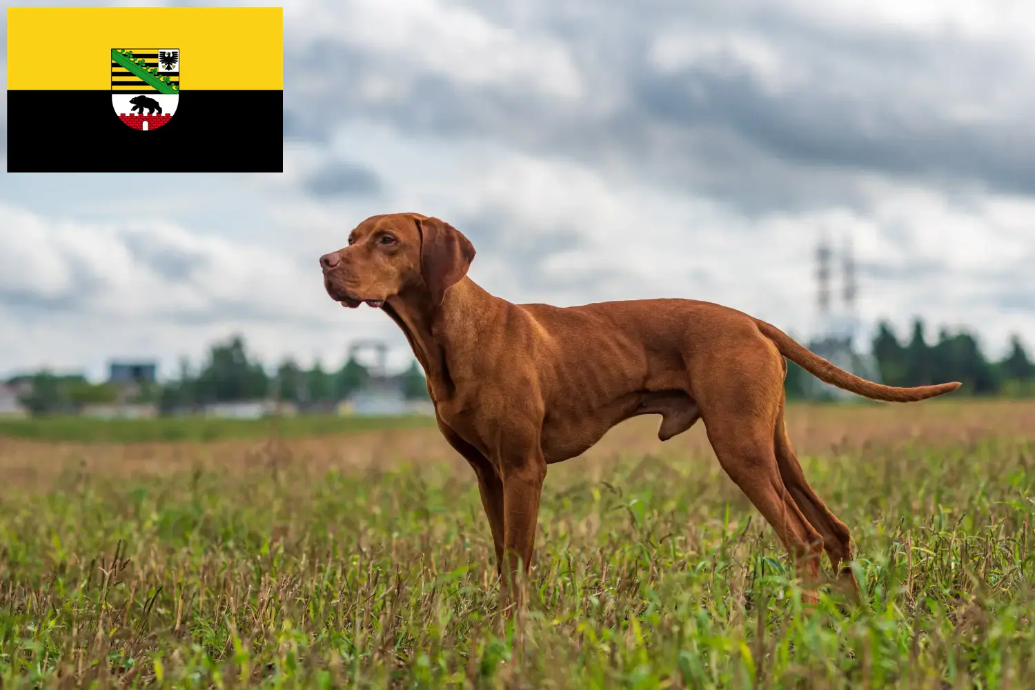 Read more about the article Magyar Vizsla breeders and puppies in Saxony-Anhalt