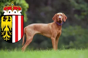 Read more about the article Magyar Vizsla breeders and puppies in Upper Austria