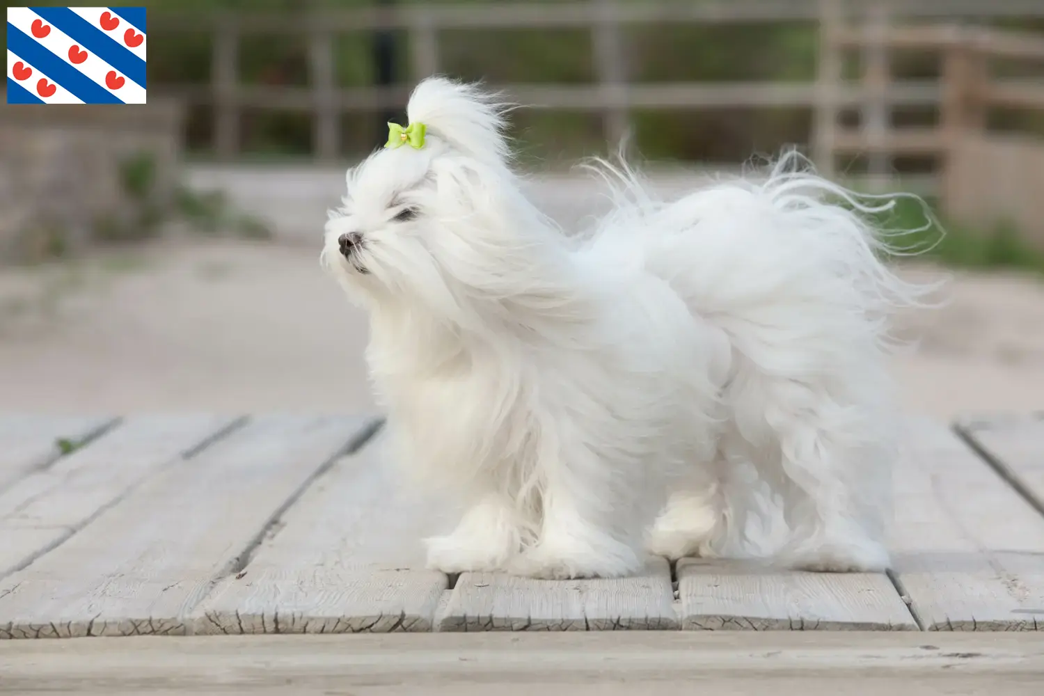 Maltese puppies and breeders Friesland Find Maltese breeders in Friesland here.