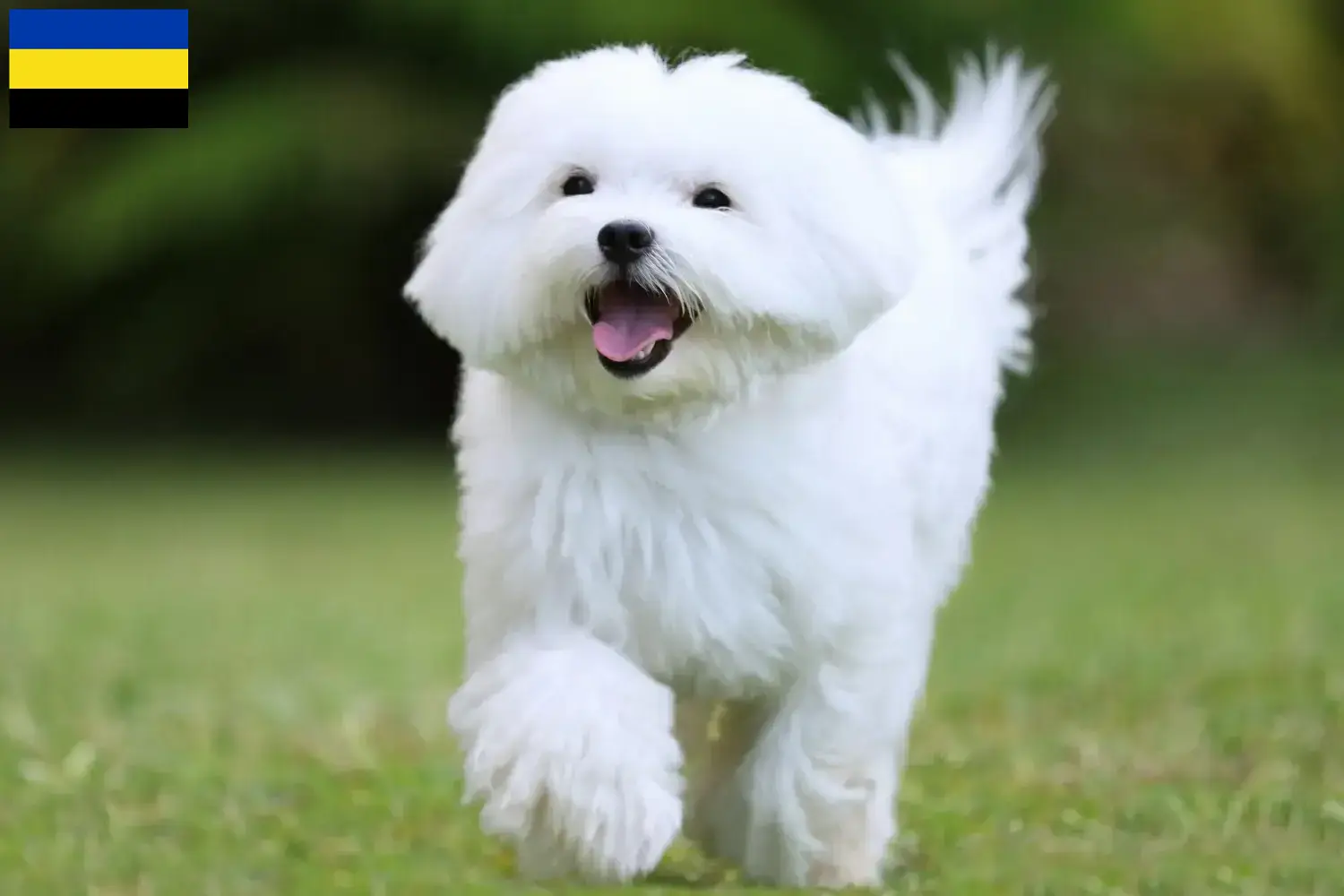 Maltese puppies and breeders Gelderland Find Maltese breeders in Gelderland here.