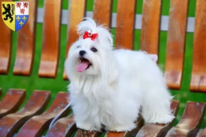 Read more about the article Maltese breeders and puppies in Hauts-de-France
