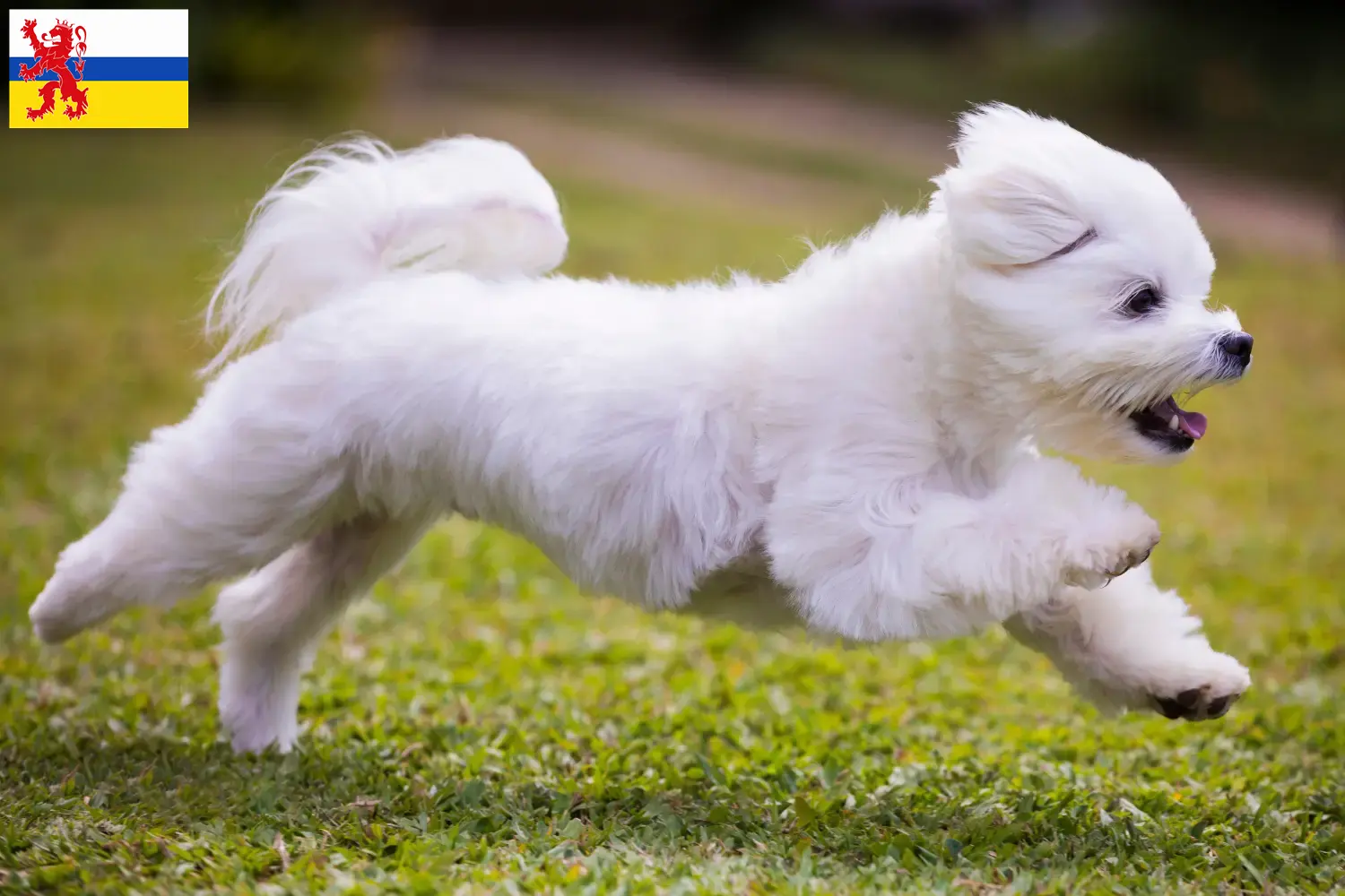 Maltese puppies and breeders Limburg Find Maltese breeders in Limburg here.