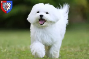 Read more about the article Maltese breeders and puppies in Pays de la Loire
