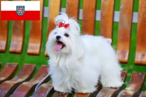 Read more about the article Maltese breeders and puppies in Thuringia