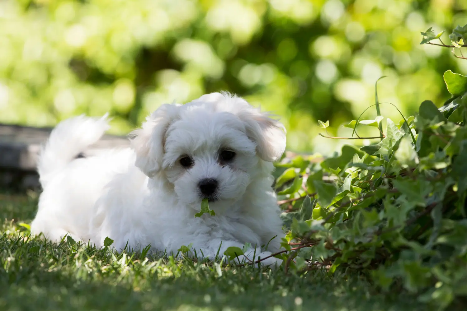 Buying a Maltese puppy means taking responsibility! Buy Maltese puppies.