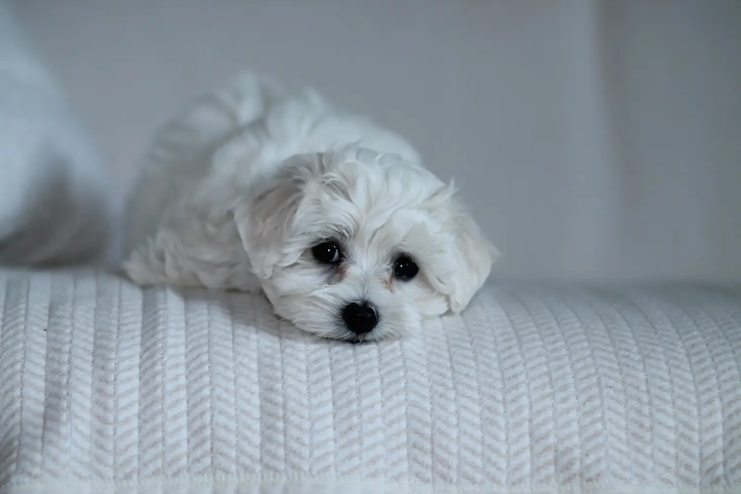 Buying a Maltese puppy means taking responsibility! Buy Maltese puppies.