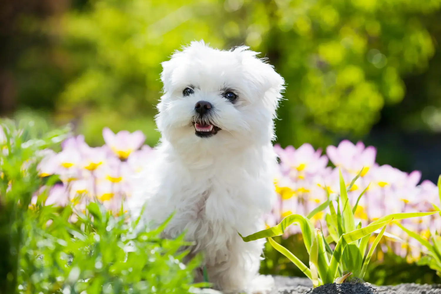 Buying a Maltese puppy means taking responsibility! Buy Maltese puppies.